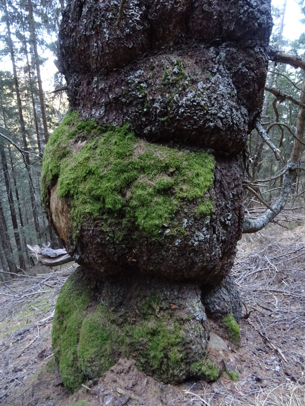 L'' abete di Pal Longa - Brez (TN) - Picea abies